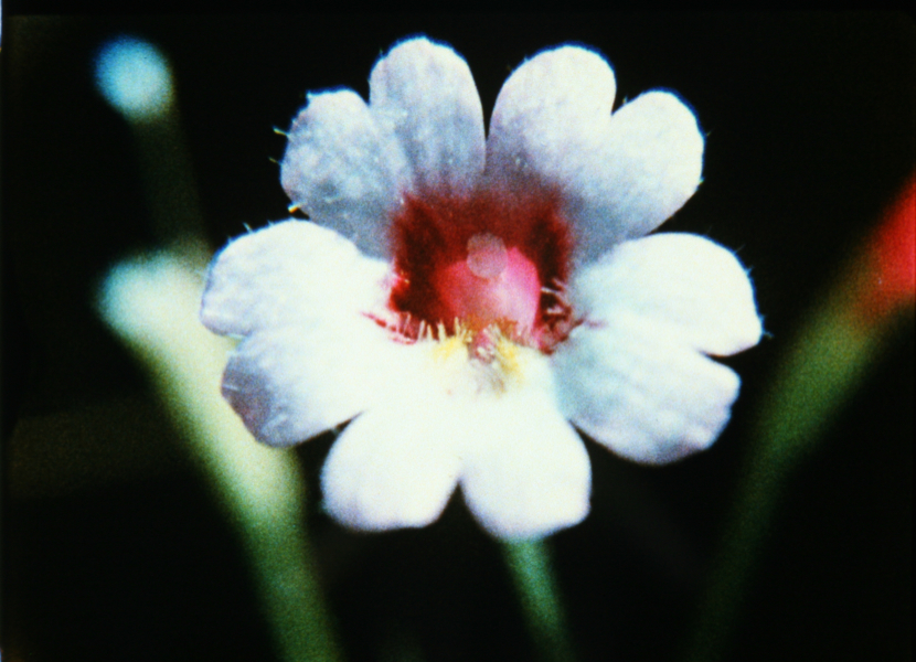 http://anthologyfilmarchives.org/support/membership